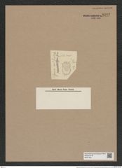Stephanopyxis hispidula Grun. (de-Toni-Nr.: Genus 187, Species 4639) Zeichnungen Sammlung Grunow Nr. 8293 (NHMW-BOT-W0377691)